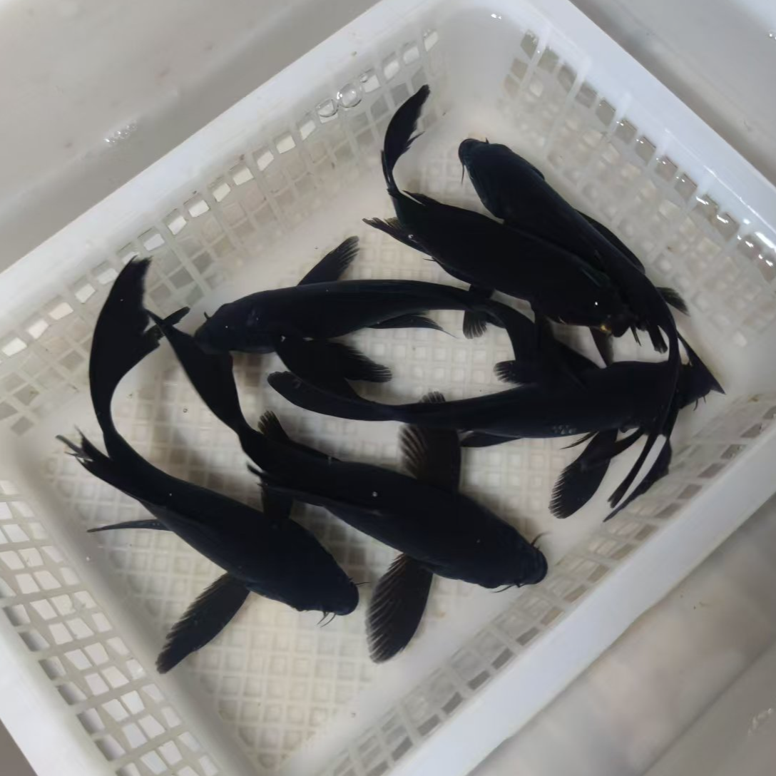 黑色龙凤+黑色短尾观赏鱼  13-16公分