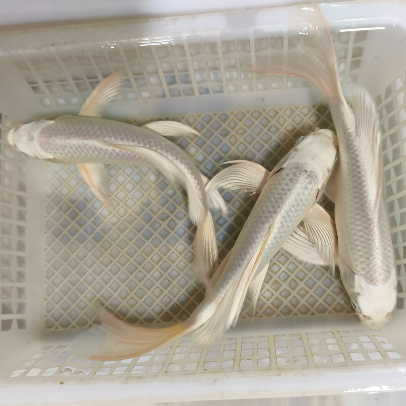 冷水锦鲤观赏鱼 普身白蝴蝶 包邮