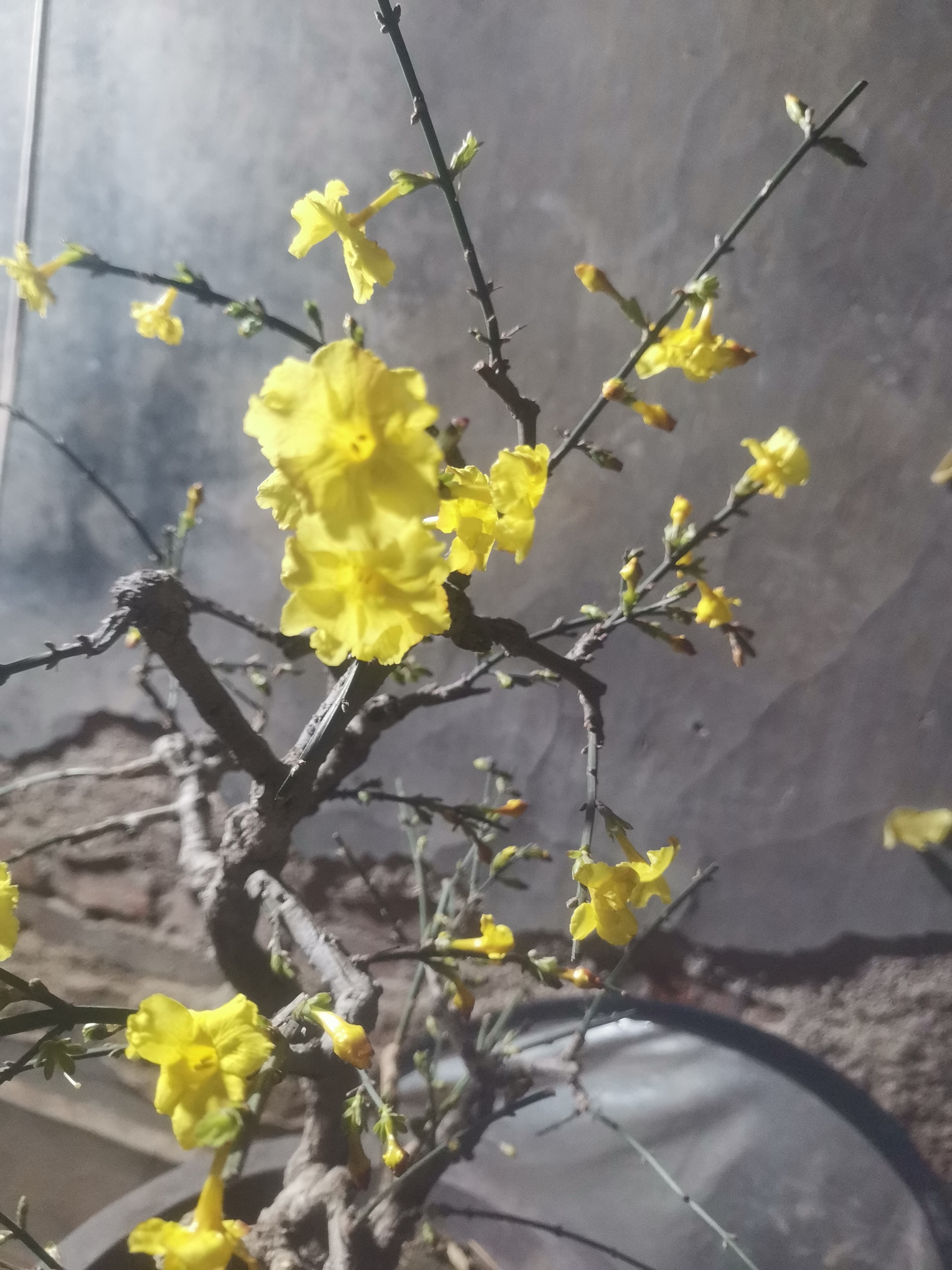迎春花，四大盆景之一，耐寒耐旱很好养的一种盆景