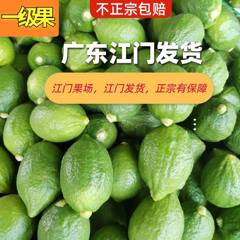 【江门直销】广东特级香水柠檬奶茶店专用爆香一级青皮无籽皮香肉脆