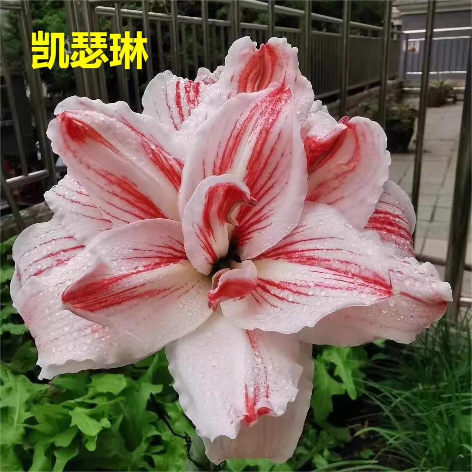 朱顶红基地苗  凯瑟琳（5厘米左右）