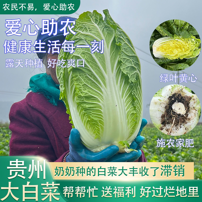 【现摘现发】贵州高原农家生态露天种植霜打大白菜火锅菜