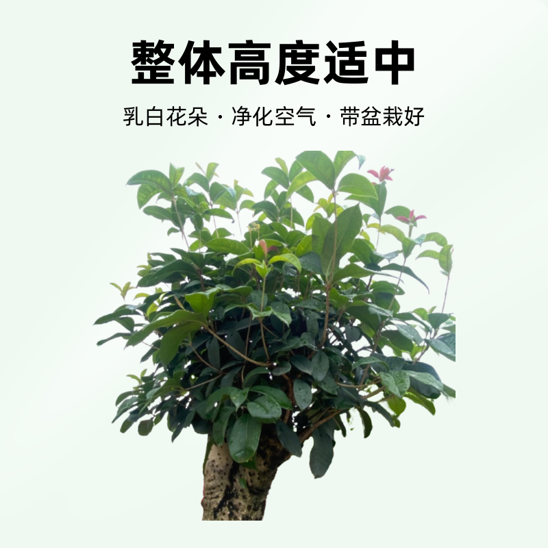 广东四季银桩桂花盆景