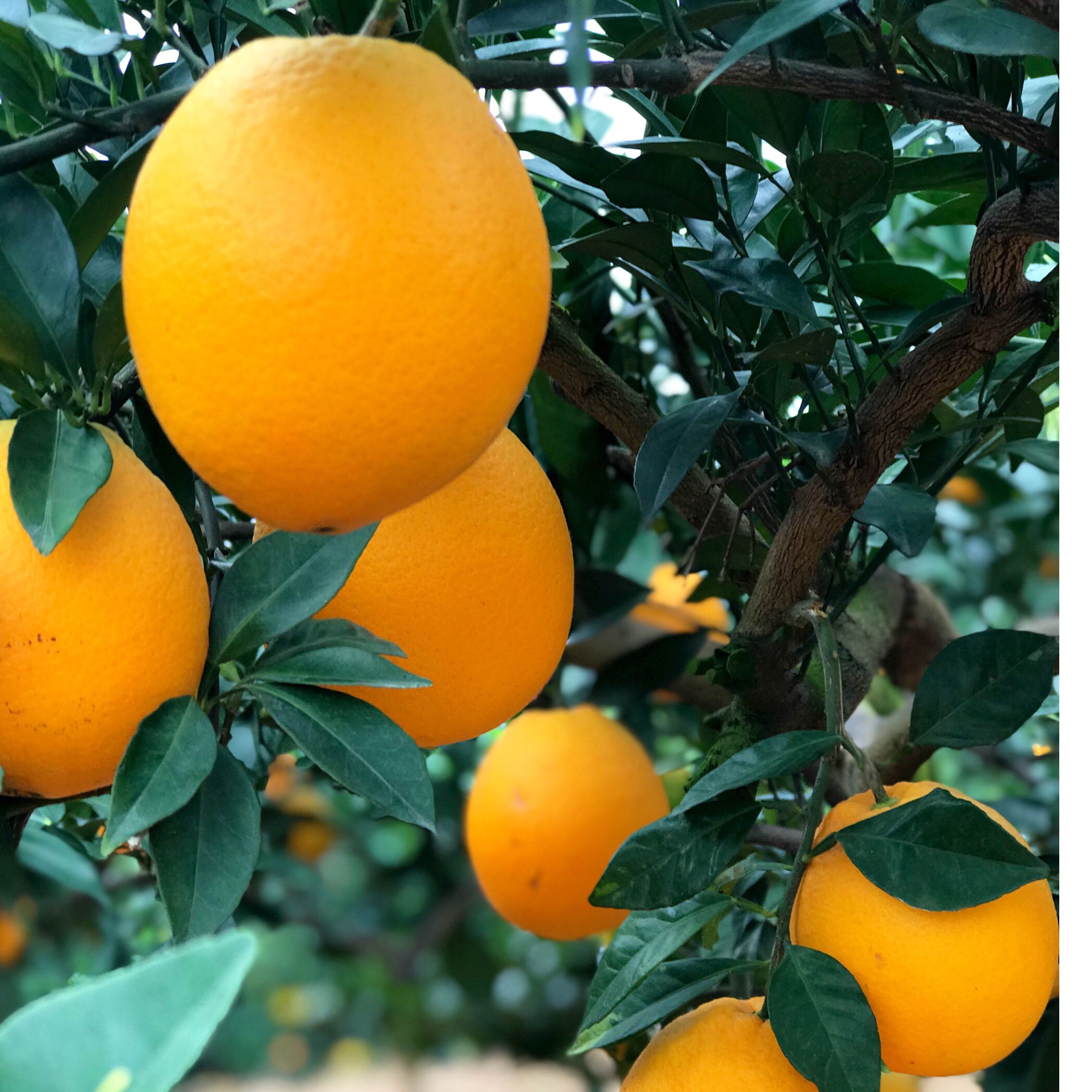 【19.9/10斤大果】正宗赣南脐橙 新鲜香甜 皮薄多汁 净重9斤