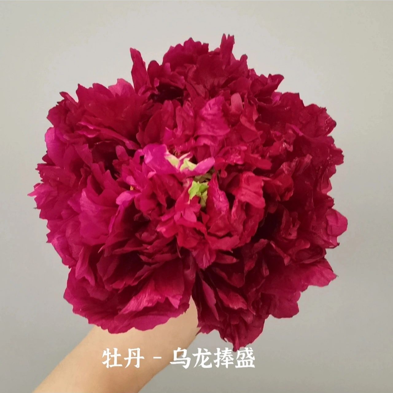【乌龙捧盛】重瓣观赏大花牡丹庭院栽植培养盆栽菏泽基地直发养护