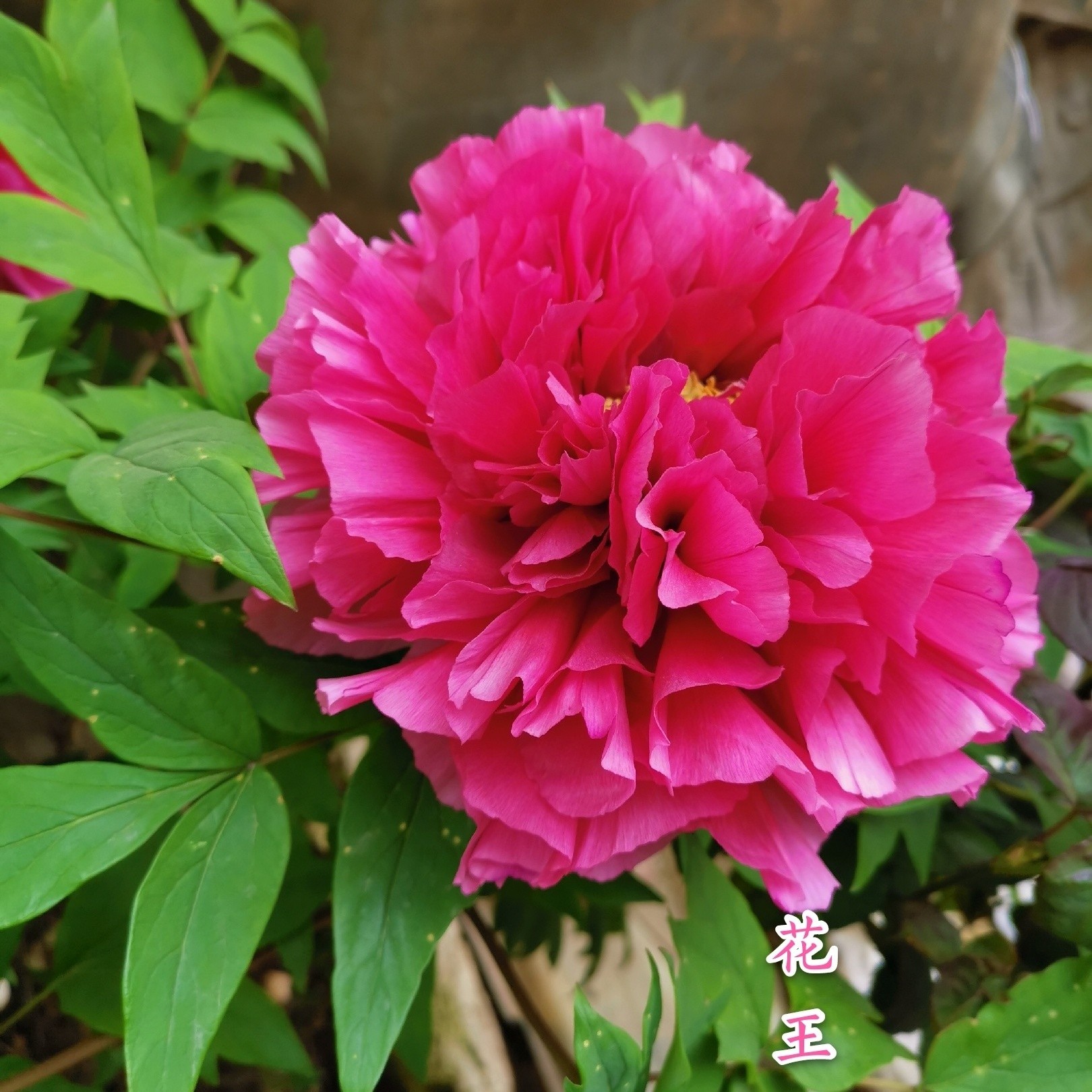【一代花王】正宗菏泽重瓣牡丹花苗耐寒适合盆栽地栽