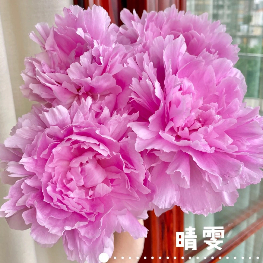 芍药（晴雯）国内品种栽培耐旱开花栽植培植施肥定植小苗