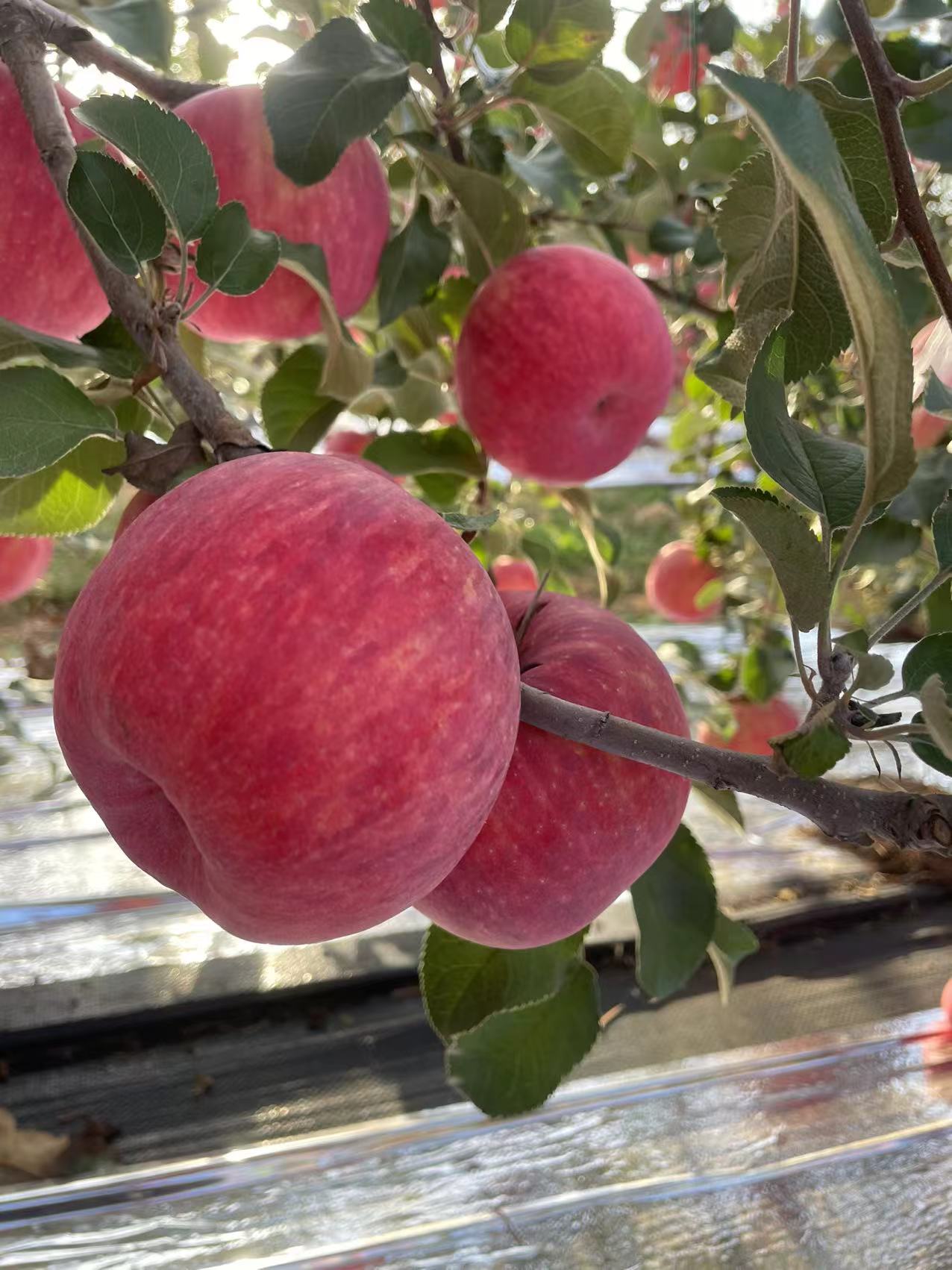 【秦脆苹果】陕西高端苹果脆甜多汁可带皮吃冷藏保鲜更佳孕妇小孩