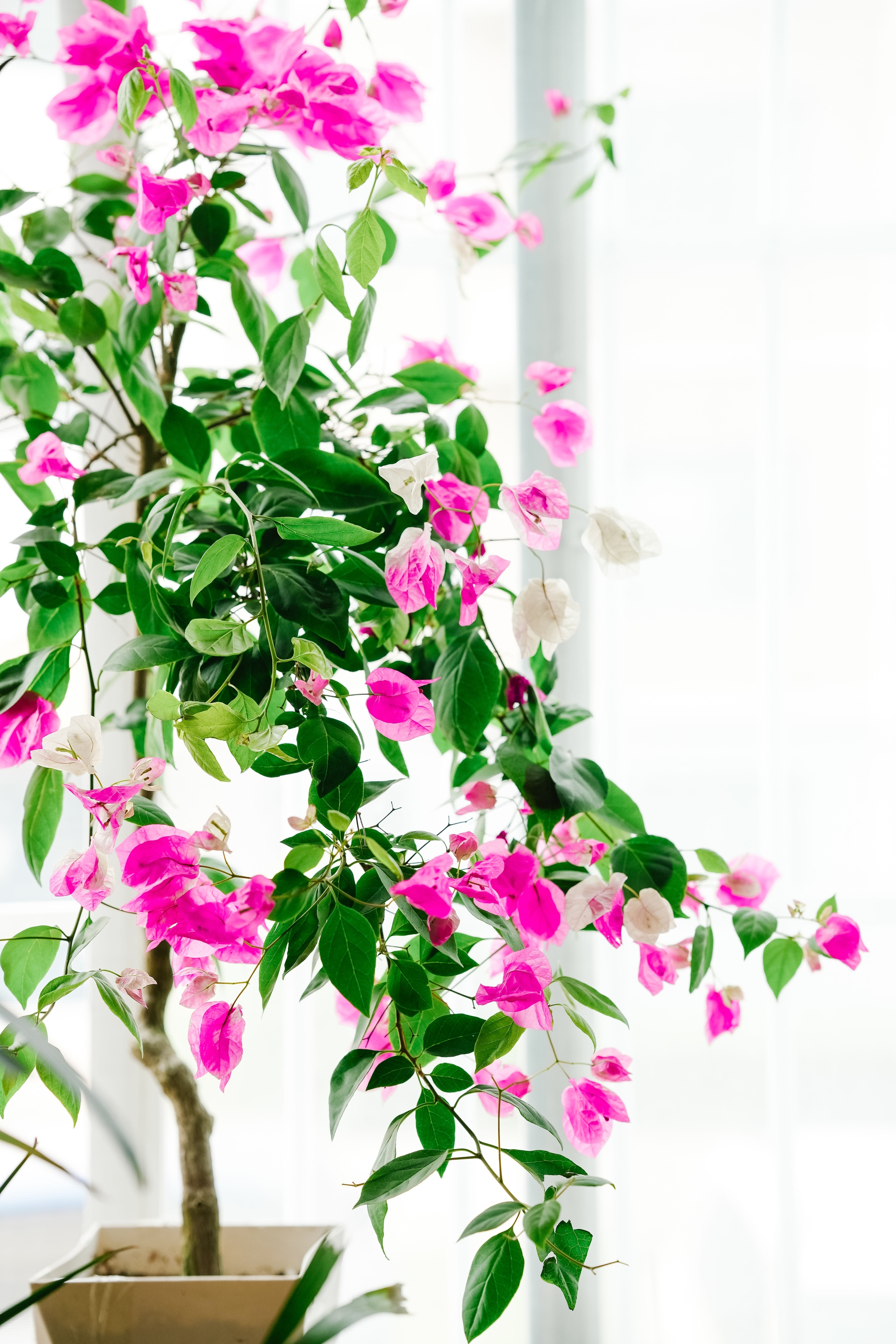 ［三角梅精品］三角梅一物一拍四季绿植勤花开花植物