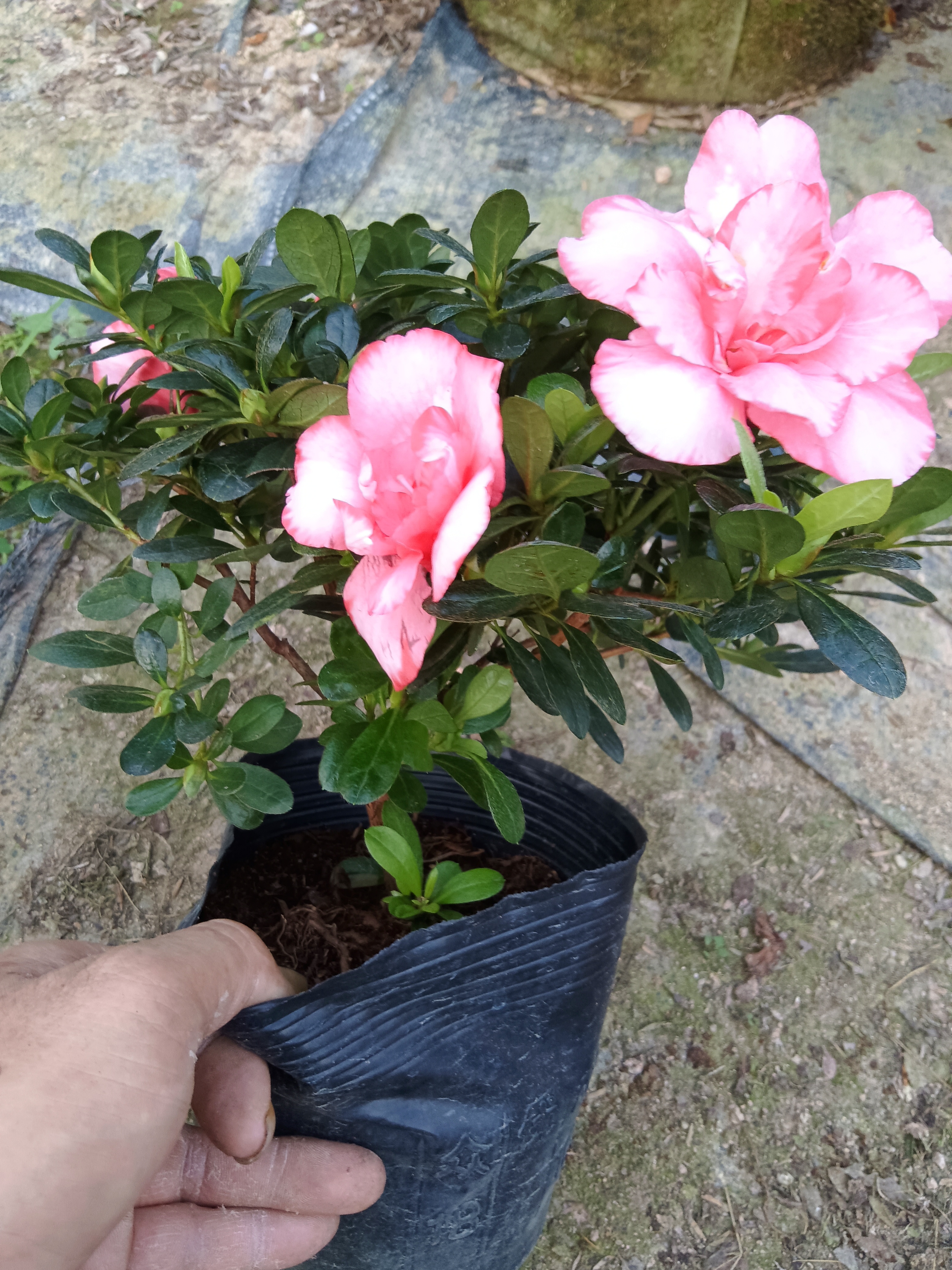 粉色杜鹃花，四季开花四季常青