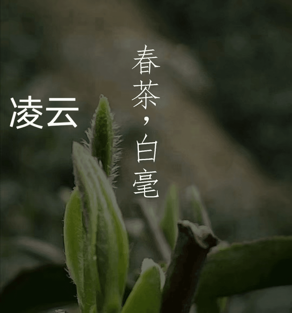 2025年春茶广西凌云白毫茶高山云雾白毫王散装绿茶250克装