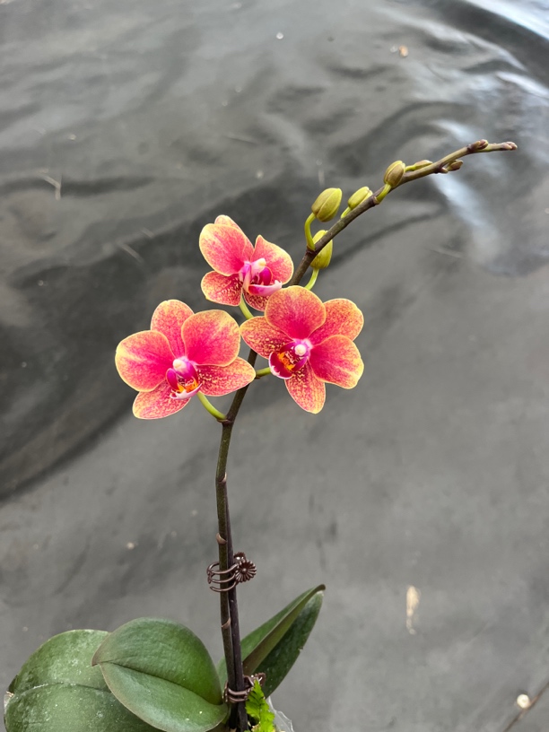 鲜花《金蝶》蝴蝶兰（拍5颗配篮子）