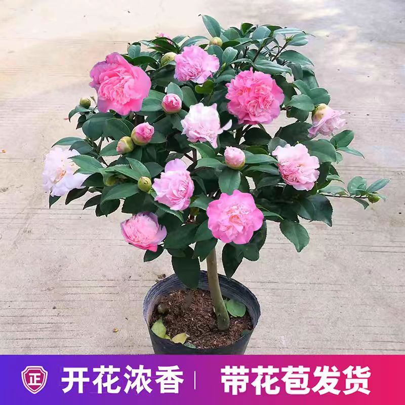 香妃茶花盆栽浓香型带花苞室内庭院好养好看绿植烈香开花观赏