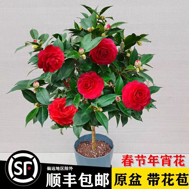 红赤丹茶花带花苞 室内庭院大红喜庆 好养好看绿植盆栽