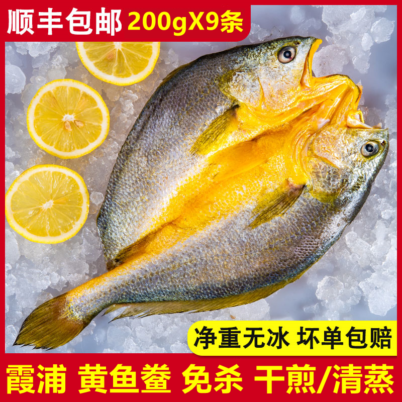 【200gX9条】福建宁德霞浦黄鱼鲞黄花鱼新鲜冷冻 免杀免洗200g/条