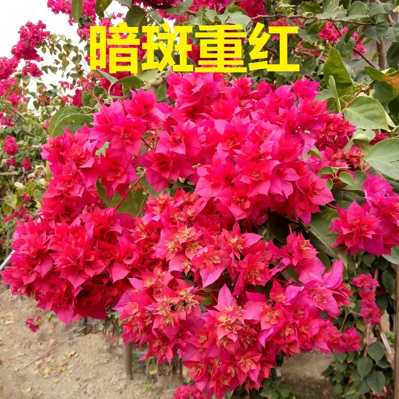 1【暗斑重红】重瓣三角梅盆栽树苗爬藤耐寒阳台三角梅中国红三角梅