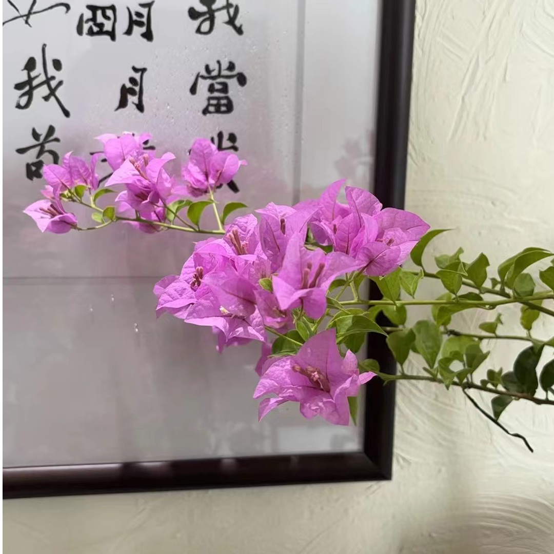 1【巴西紫】重瓣三角梅盆栽树苗爬藤耐寒阳台三角梅花苗四季开花