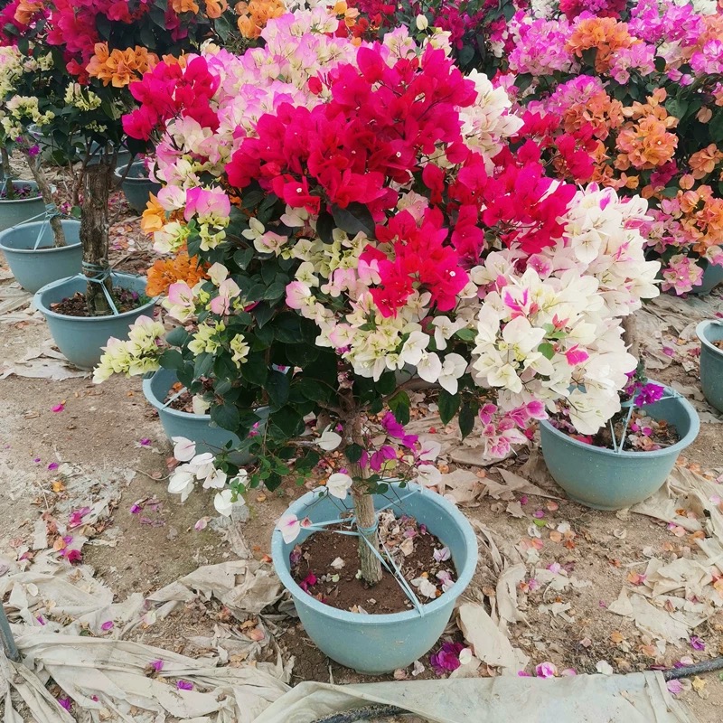 1【多色】重瓣三角梅盆栽树苗爬藤耐寒阳台地栽三角梅花苗四季开花