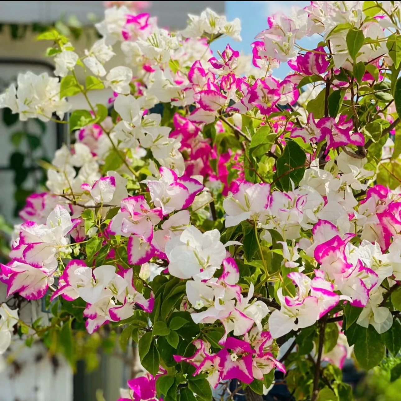 【椰子冰】重瓣三角梅盆栽树苗爬藤耐寒阳台三角梅花苗四季开花