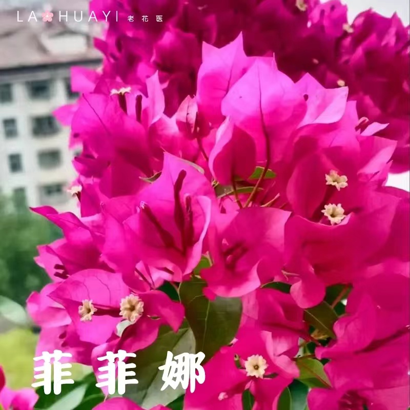 1进口【菲菲那】重瓣三角梅盆栽树苗爬藤阳台三角梅花苗四季开花