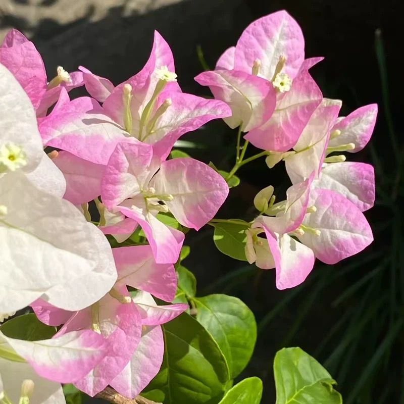 【口红】重瓣三角梅盆栽树苗爬藤耐寒阳台三角梅花苗四季开花