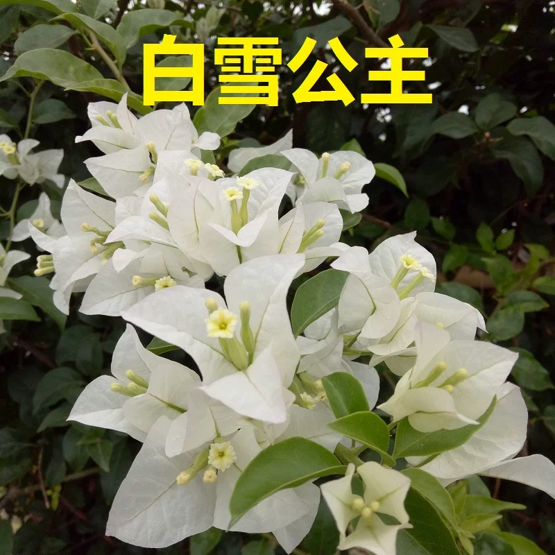 【白雪公主】重瓣三角梅盆栽树苗爬藤耐寒阳台三角梅花苗四季开花