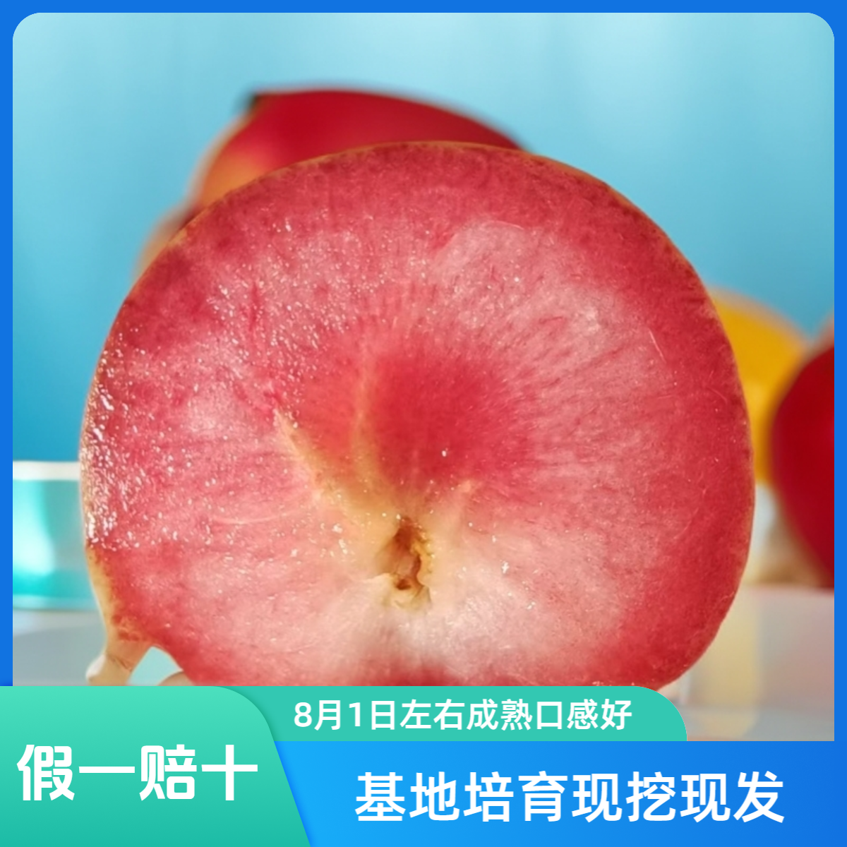 西瓜李海拔2800米以下地方可种植 果肉红色果皮黄绿色最大果200克