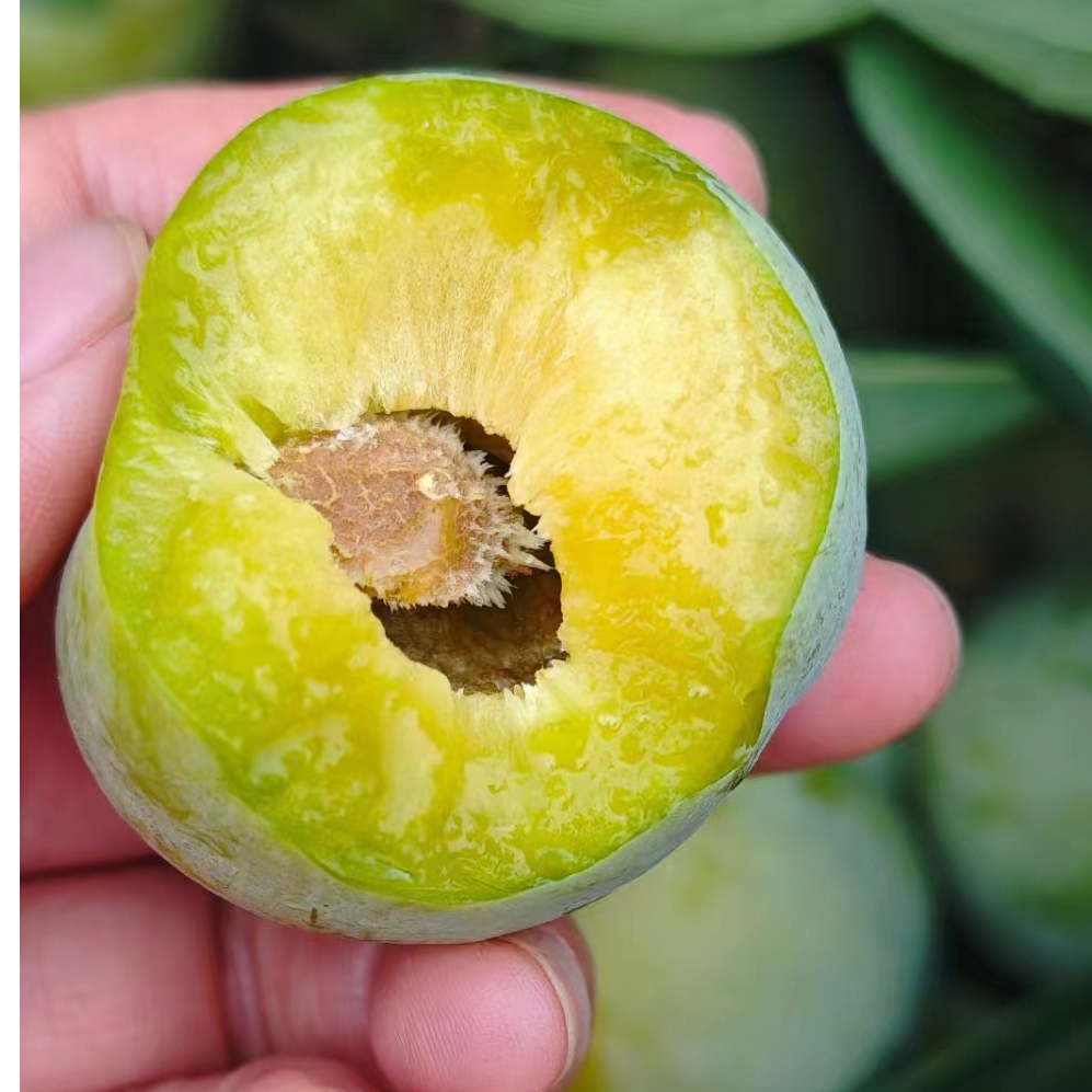 香脆李苗  嫁接苗南北方可种植成活率高产量高离核口感好