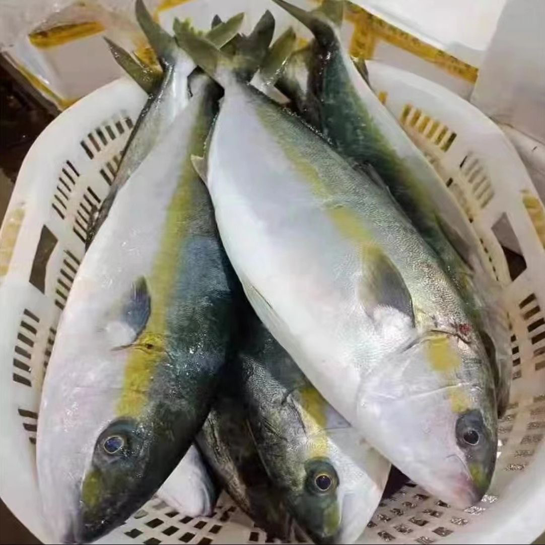 野生海捕黄金鲅鱼，8斤顺丰包邮