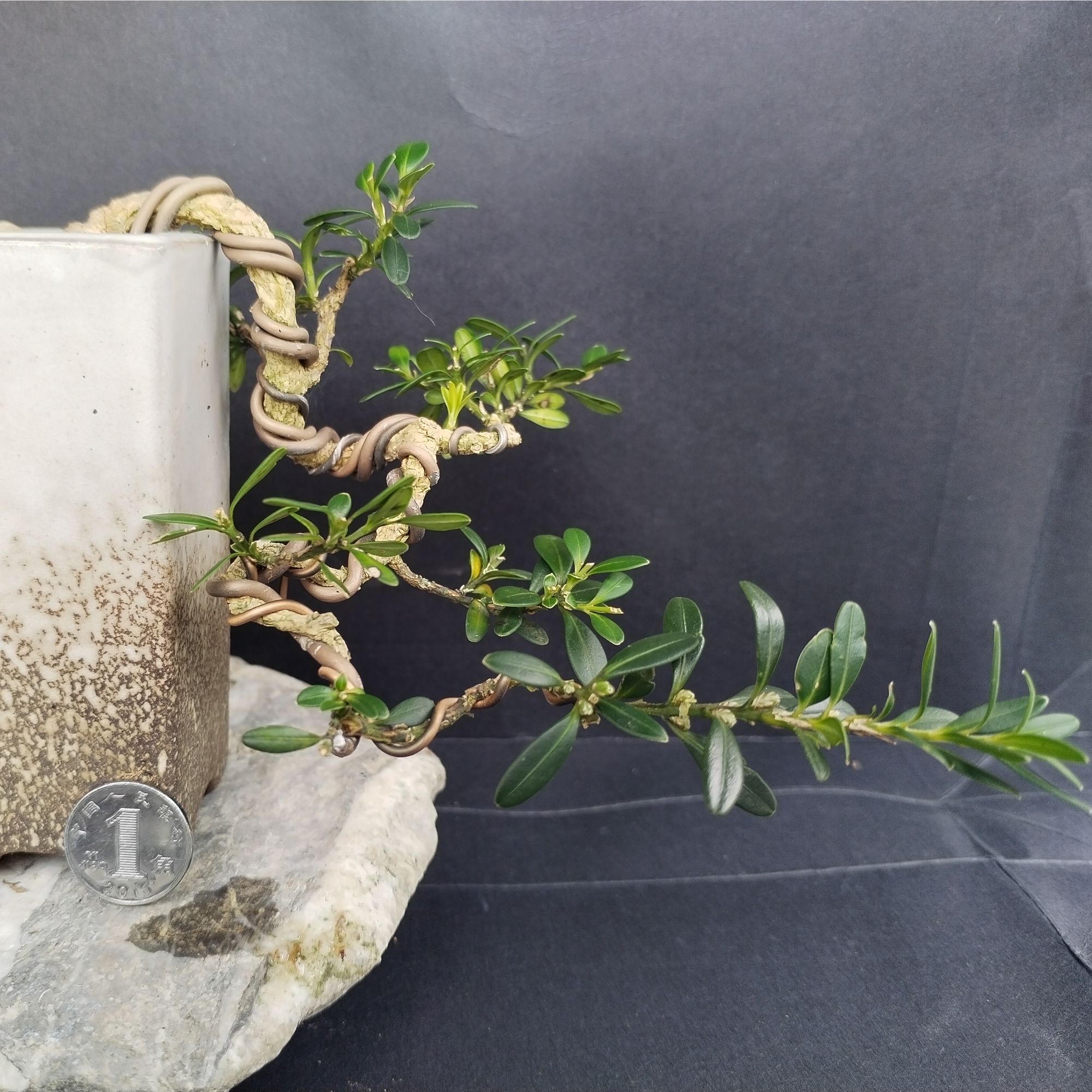 贵州省黔东南黄杨-贵米（黔米）悬崖式素材专售