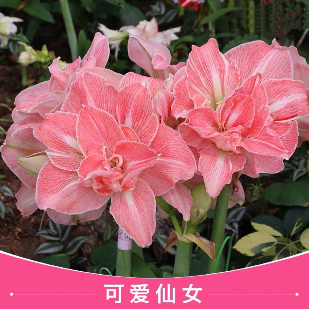 现货 进口重瓣朱顶红【可爱仙女/可爱妮芙】 艺晓花卉1颗包邮