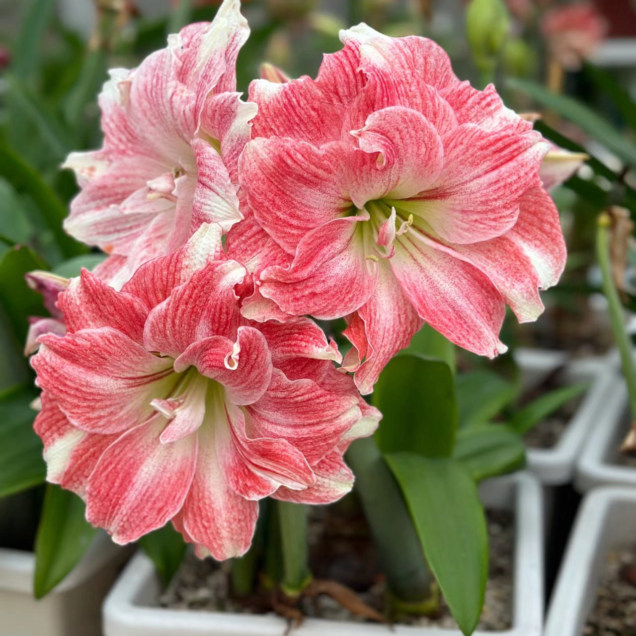 进口重瓣朱顶红【粉黛/迪卡幻想】艺晓花卉（实际偏小1到3公分）