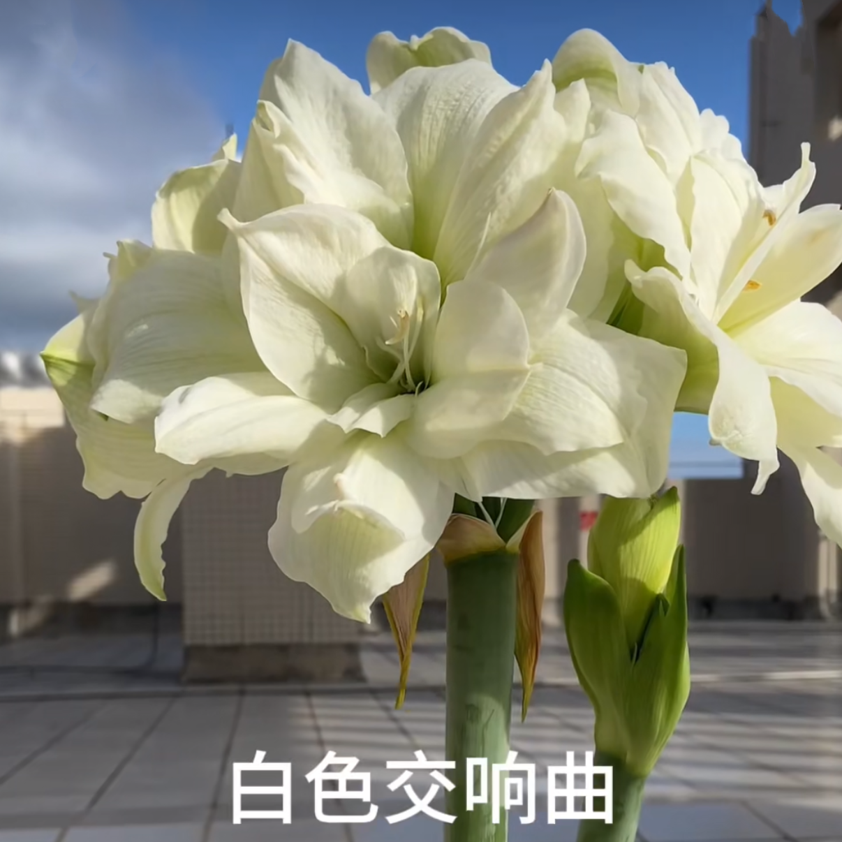 现货 进口重瓣朱顶红【白色交响曲】  艺晓花卉（实际偏小1到3公分）