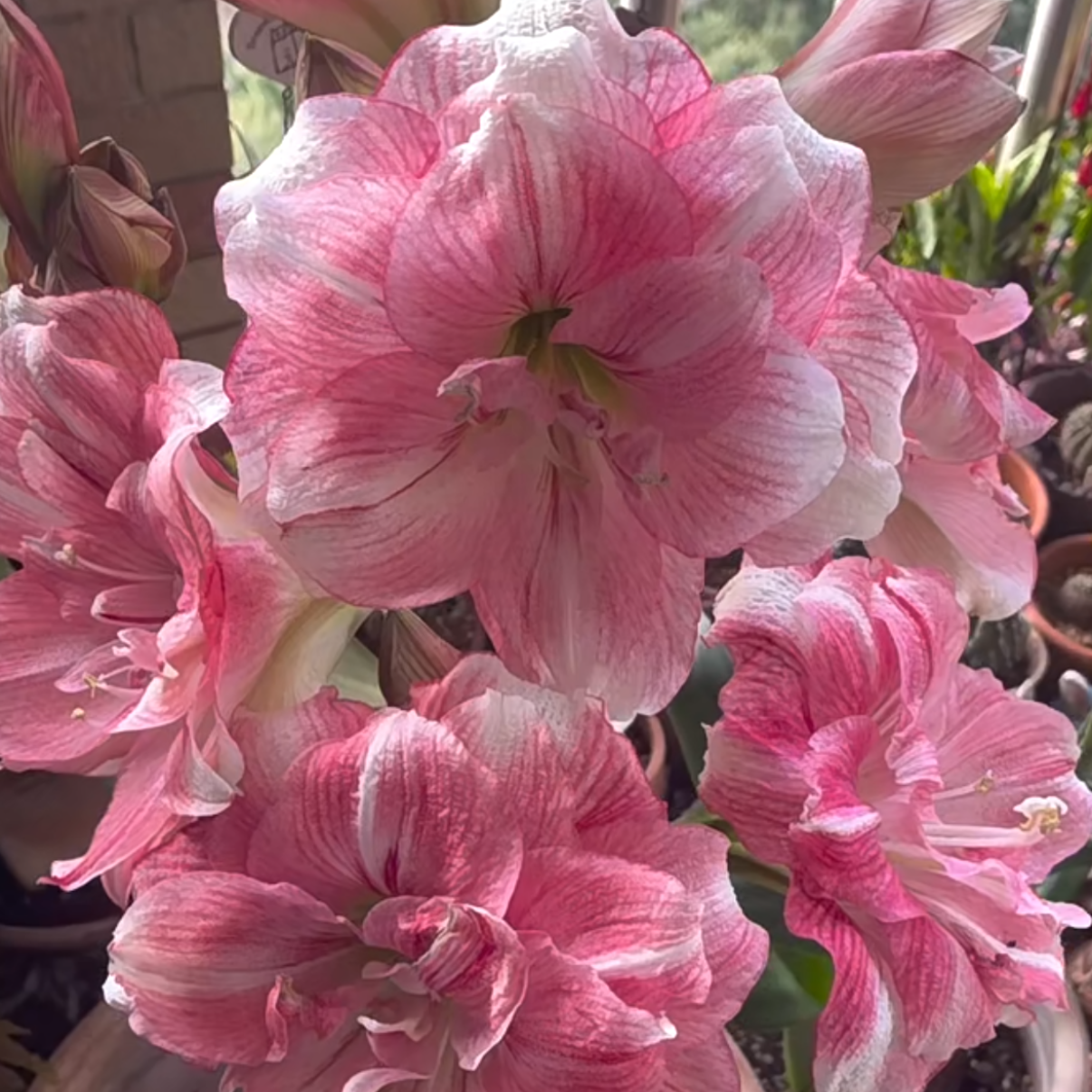 现货 重瓣朱顶红【卡布】 艺晓花卉（实际偏小1到3公分）