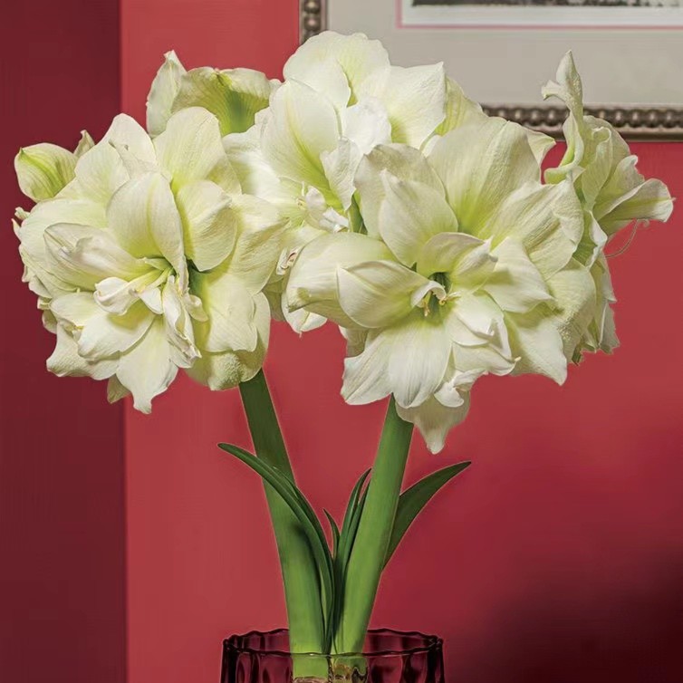 现货 重瓣朱顶红【玛丽琳】艺晓花卉1颗包邮（实际偏小1到3公分）