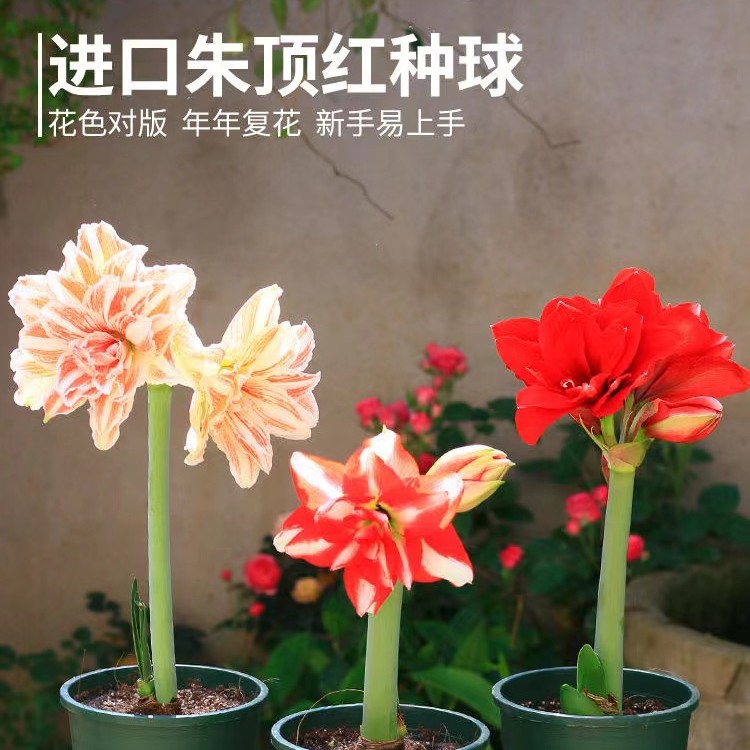 进口荷兰重瓣精品朱顶红种球  1颗包邮