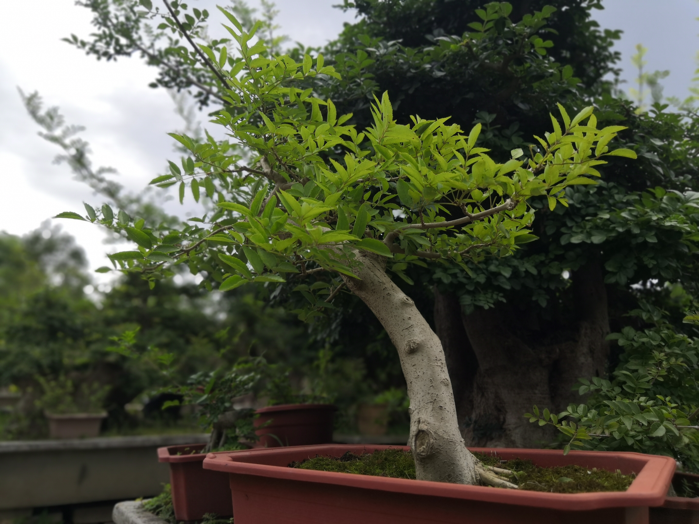 基地一手小型对节白蜡盆景
