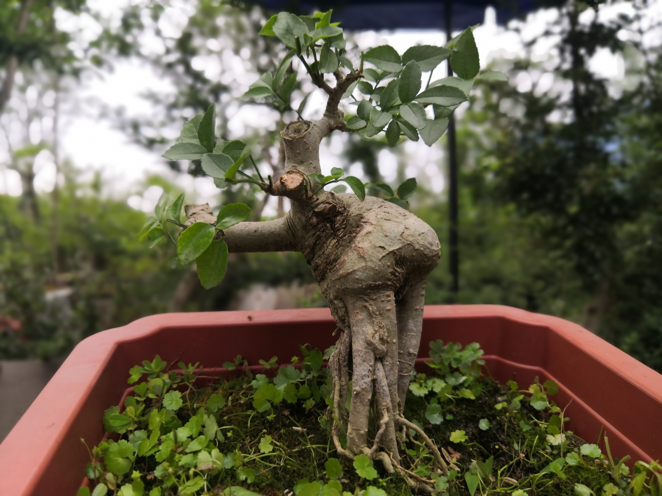 提根对节白蜡盆景
