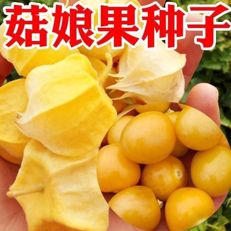 粒粒甜黄姑娘种子浆果黄菇娘种子皮薄肉厚甜度高蔬菜水果种子种植