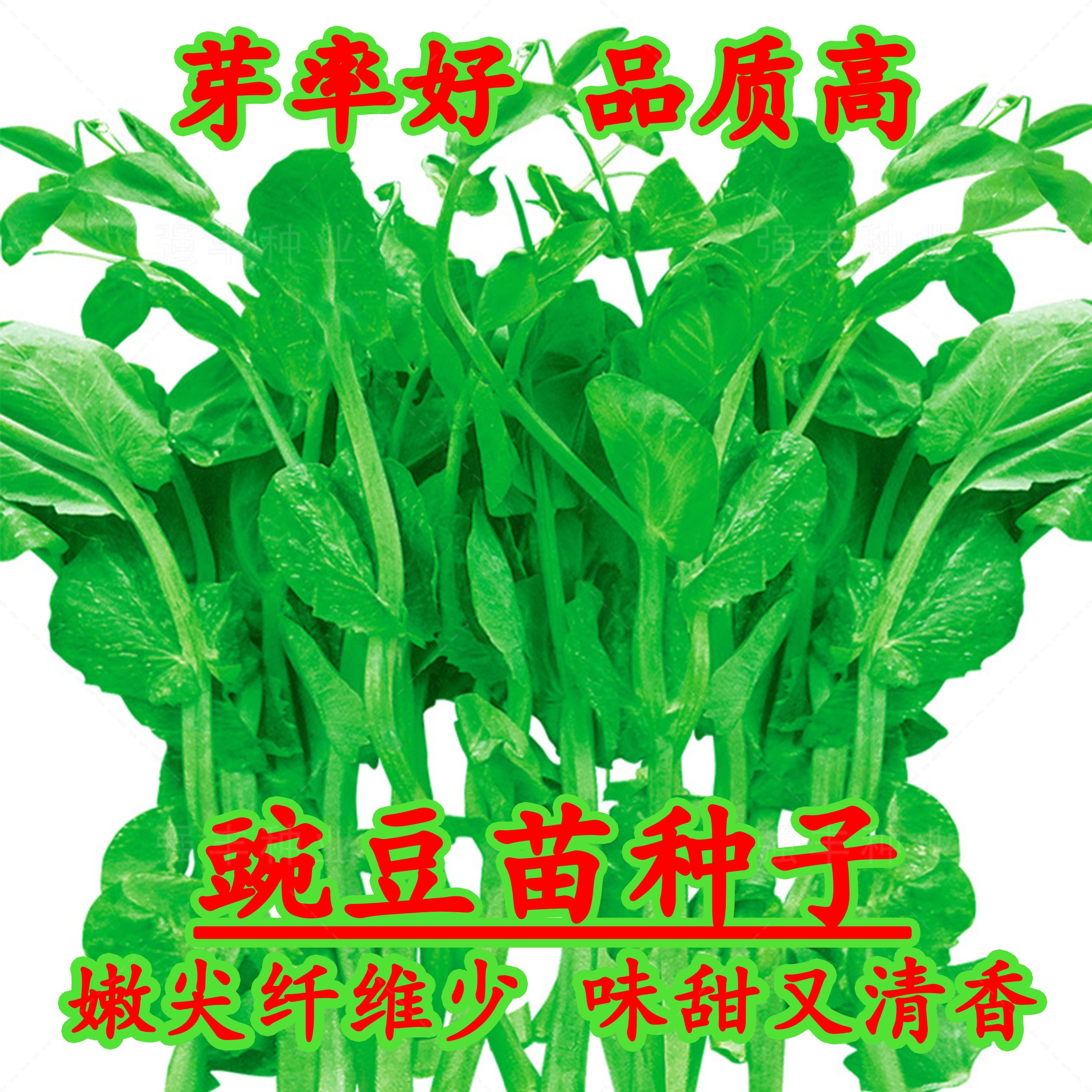 (新客立减)无须豌豆苗种子豌豆尖种四季易种阳台盆栽秋冬蔬菜种子