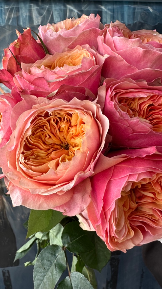 橙色卫子夫国产优秀玫瑰代表一级品质