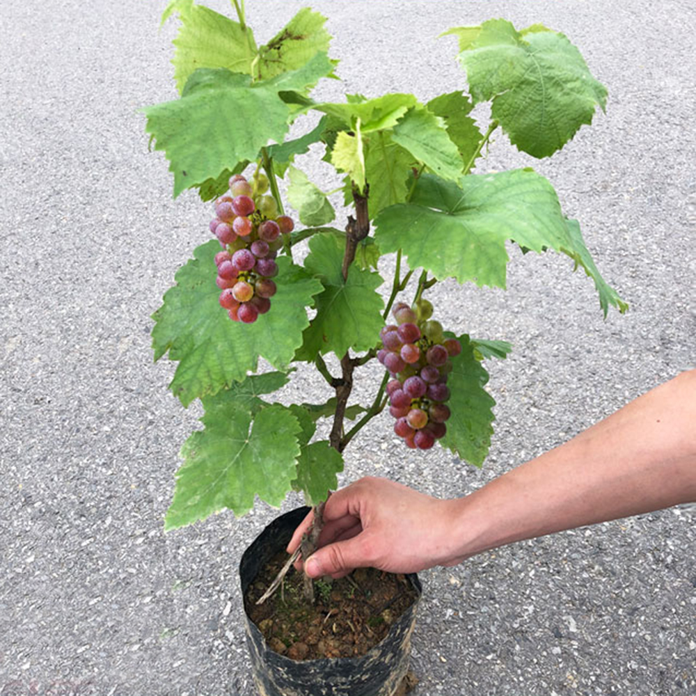葡萄树苗南方北方种植葡萄苗盆栽地栽果树阳光玫瑰蓝宝石巨峰树苖