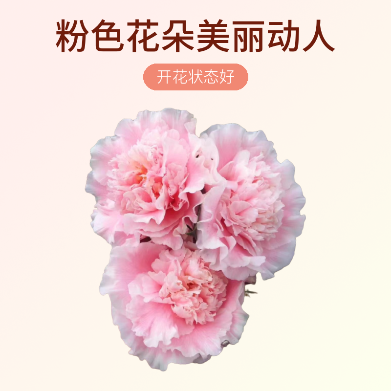 赛牡丹原生大苗茶花盆栽苗大花品种三赛之一阳台庭院地栽盆栽粉色