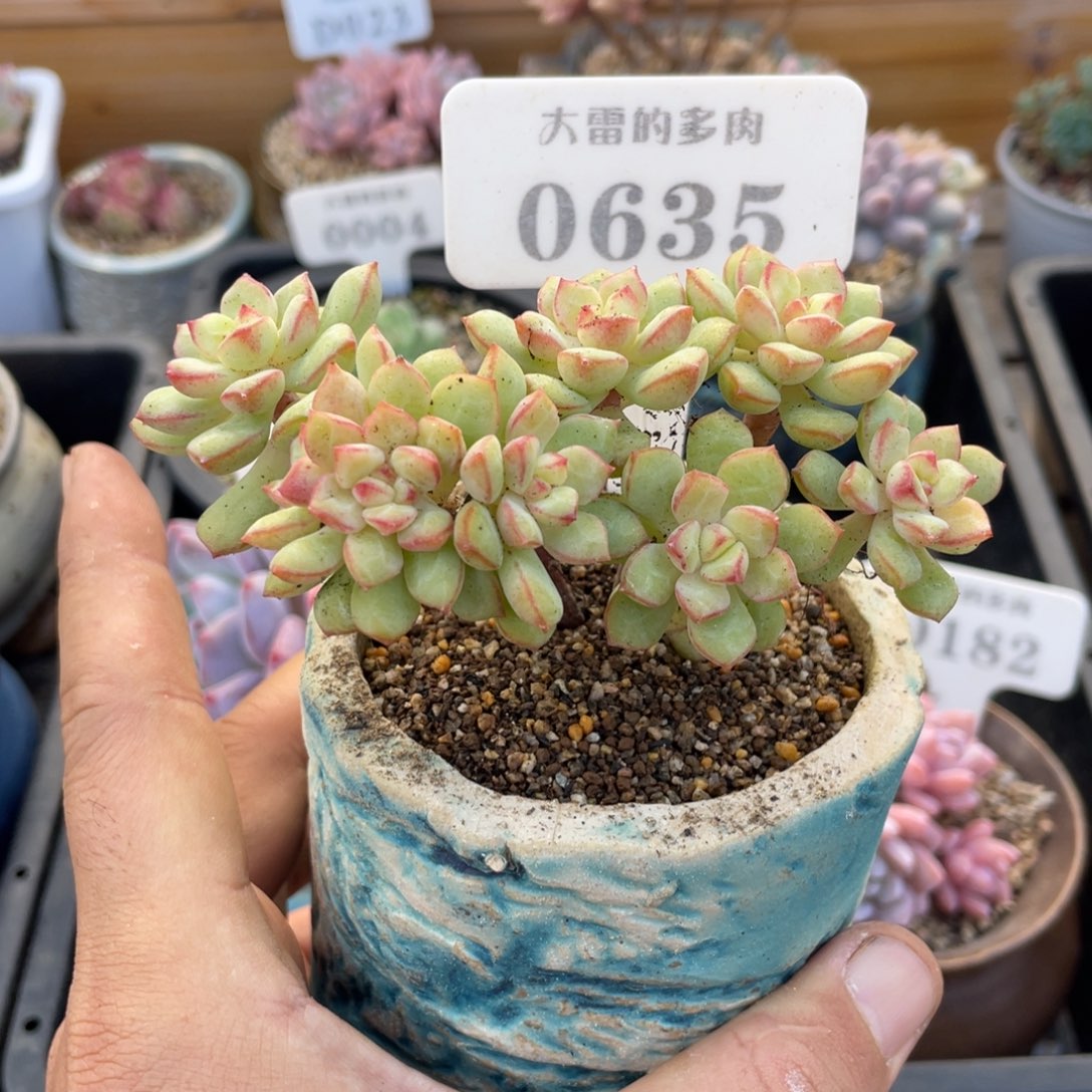 0635探戈不带盆11厘米