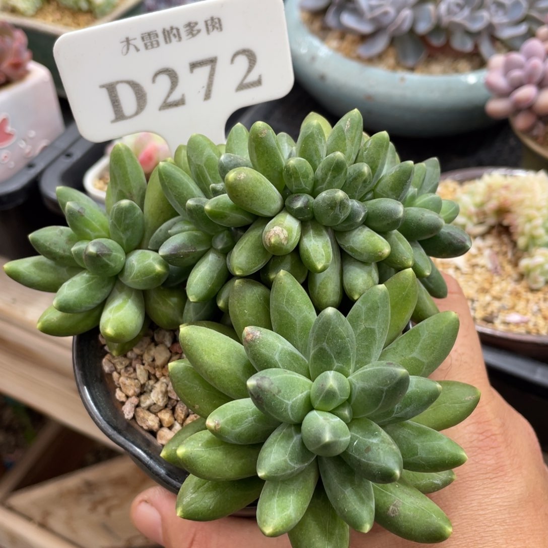 272千代田不带盆12厘米
