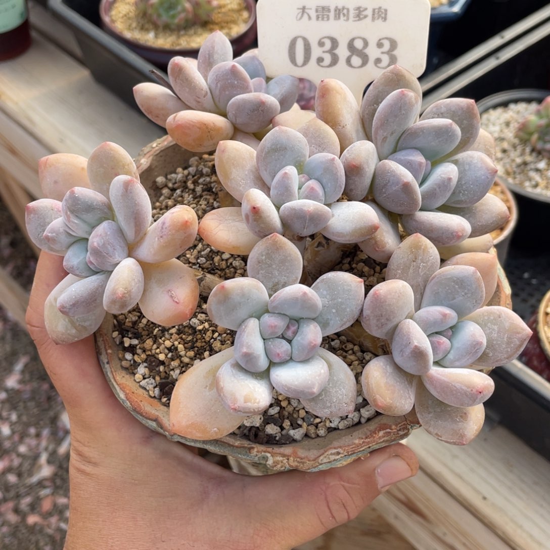 0383香水不带盆15厘米