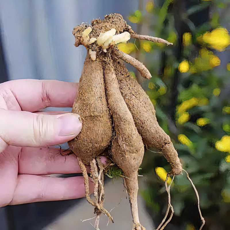 大丽花种球地瓜花重瓣巨型大花盆栽地载四季开花阳台种植花卉大全