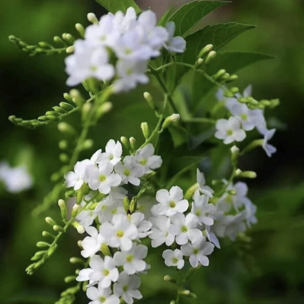 （花王）蕾丝金露·稀有白色蕾丝金露棒棒糖·巧克力花·仙女款·带花苞