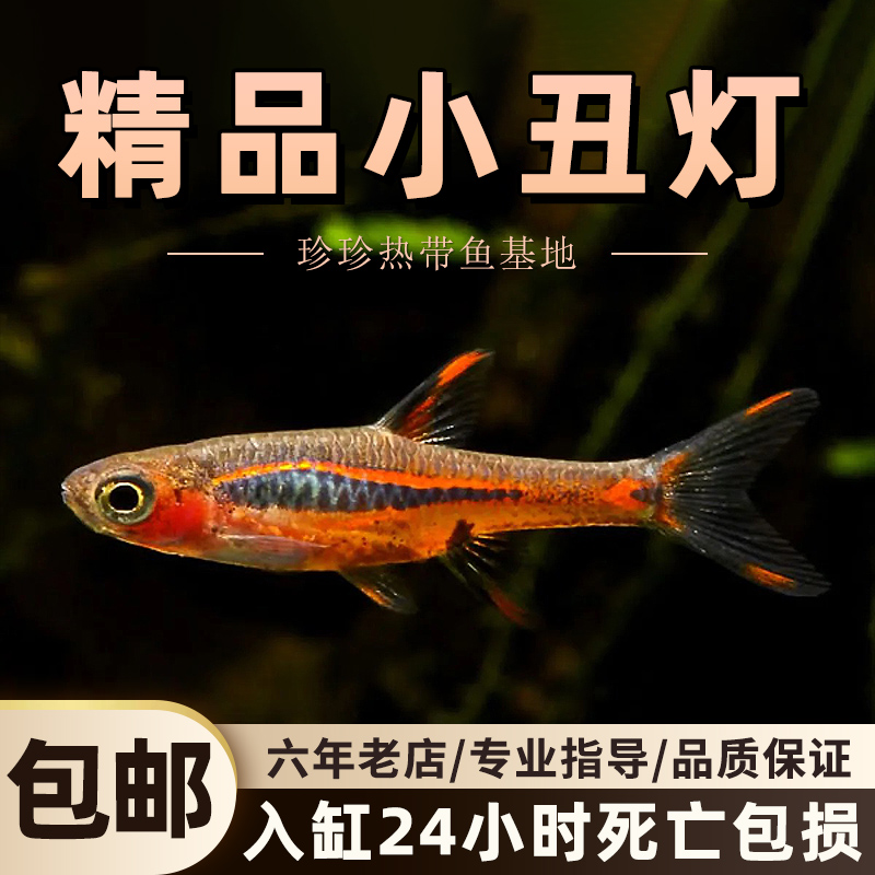 圆点小丑灯小型观赏鱼一线红蚂蚁迷你灯科鱼活体草缸热带鱼群游鱼