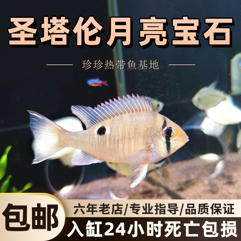 圣塔伦黄腹月亮宝石热带观赏鱼南美慈鲷温顺易养原生食土鲷活体鱼